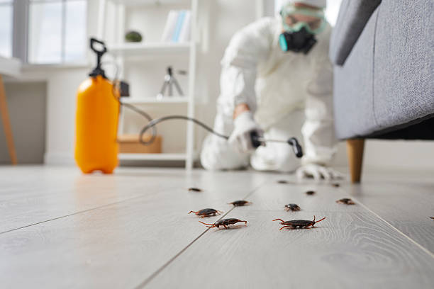 Post-Treatment Bed Bug Interceptor Monitoring in New Bremen